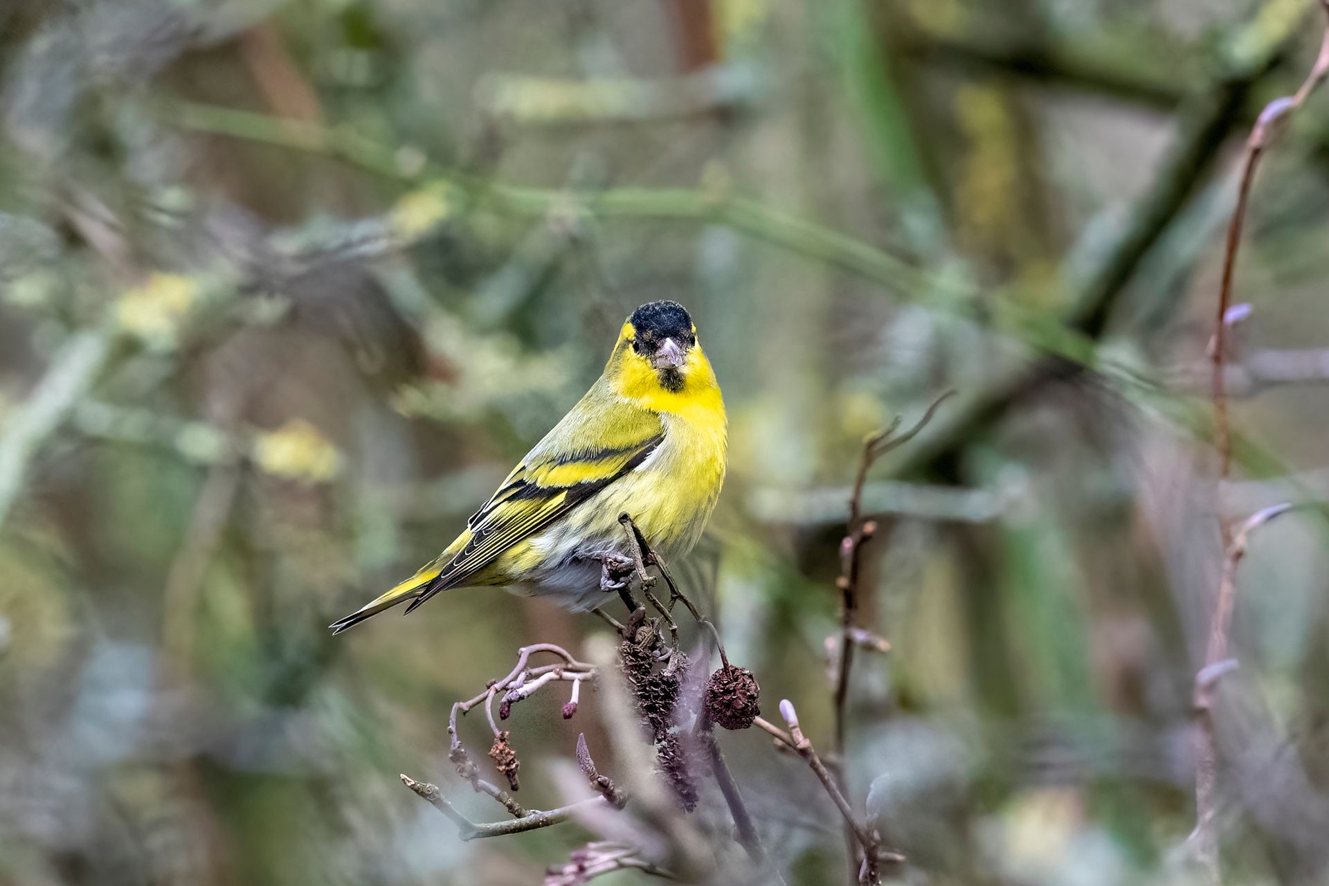 Siskin