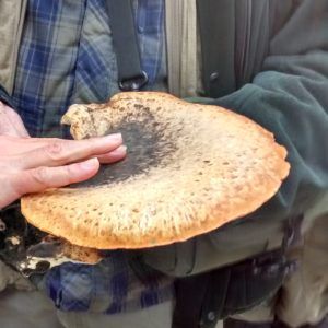 Dryad Saddle (Kerry Morrison)