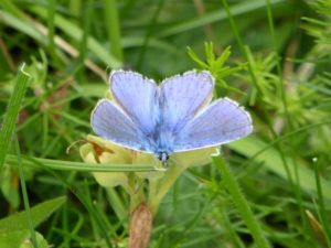 Common Blue male (Will Rich)
