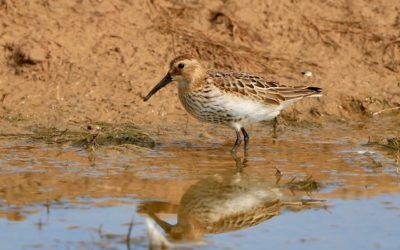 Trip to YWT Spurn Point , Tuesday 10th September 2019