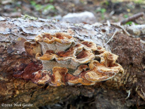 Dyer's Mazegill (Phaeolus schweinitzii)
