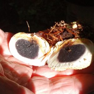 Earth Ball cut open (Kerry Morrison)
