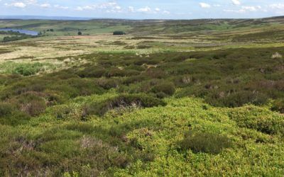 East Nidderdale Moors