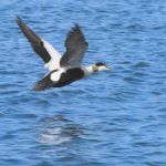 Eider Drake