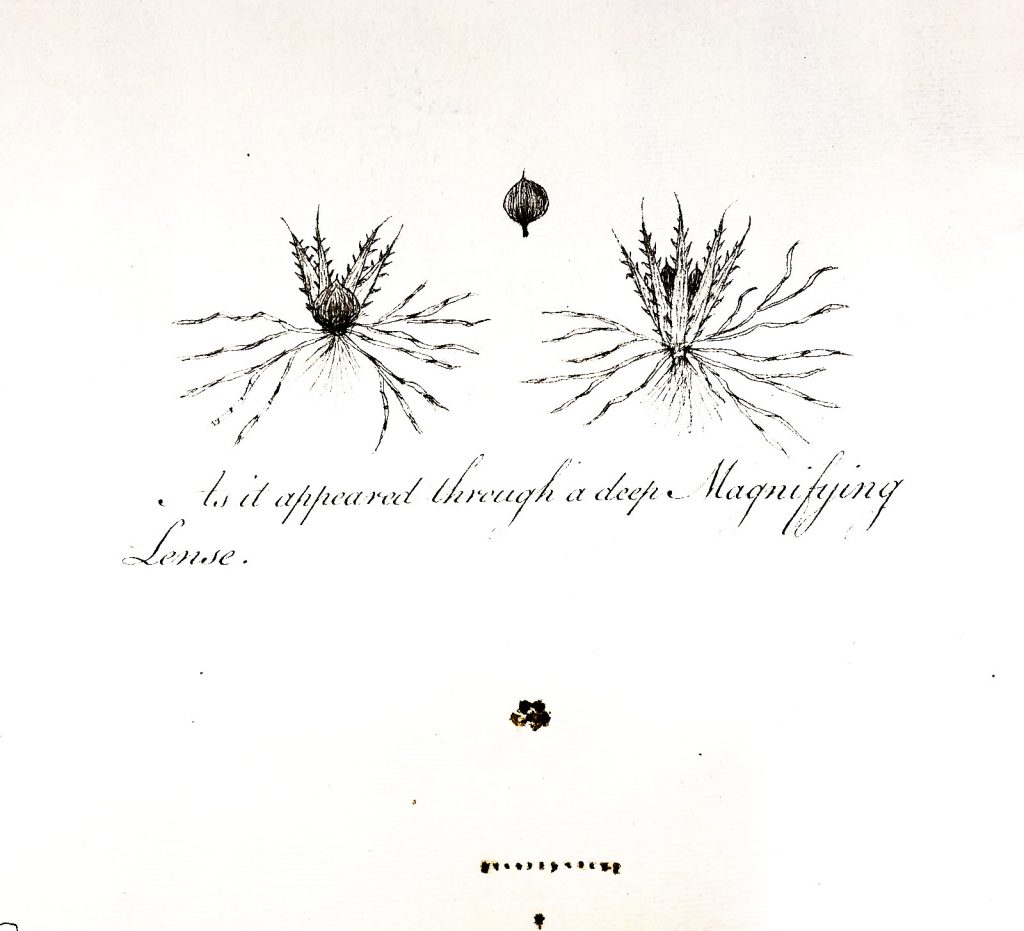 Ephemerum serratum, Whitby Museum