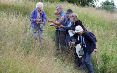 Brockadale Nature Reserve, 1st August 2019