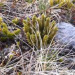 Fir Club Moss  Jack Upsall