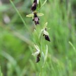Fly Orchid (Nigel Harcourt-Brown)
