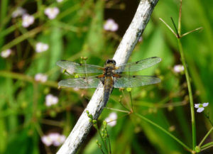 Four-Spot Chaser  Mike Smithson