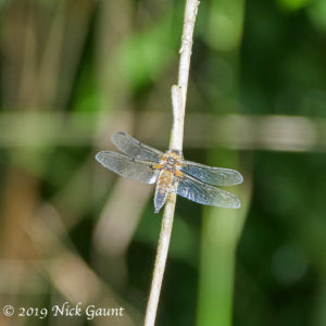 Four-spotted Chaser (Libellula quadrimaculata)