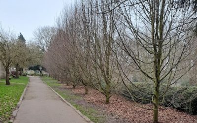 Conyngham Hall Tree Trail