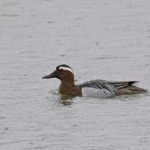   Garganey  Potteric Carr    Peter Thomson    