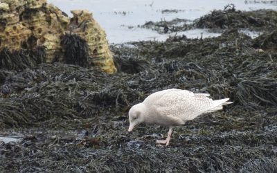 Hartlepool and Teesmouth