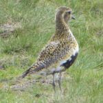Golden Plover Will Rich