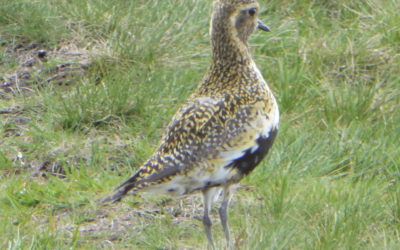 Great Whernside  17th May 2016