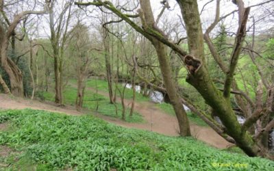 Grange Quarry Wood