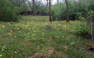 Grass Wood, Grassington