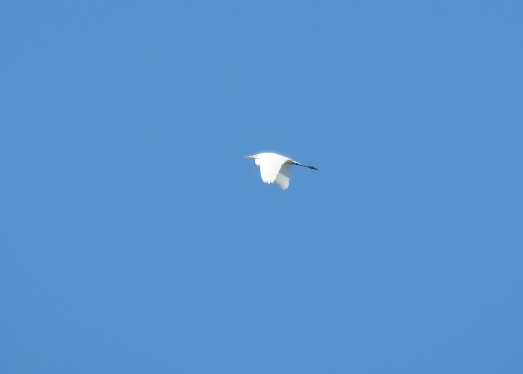 Great Egret