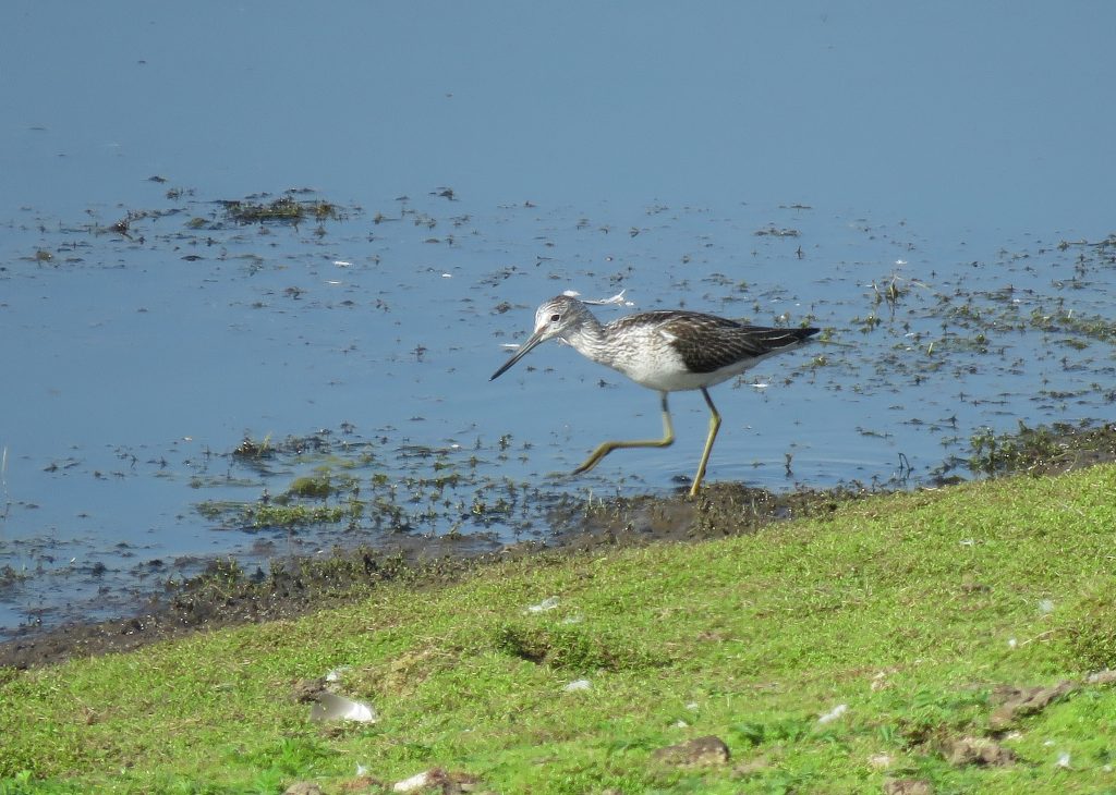 Greenshank