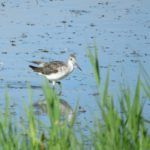 Greenshank