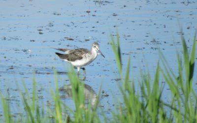 Alkborough Flats and Blacktoft Sands  16th August 2016