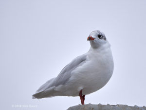 Mediterranean Gull (Nick Gaunt)