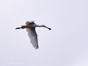 Spoonbill (Nick Gaunt)