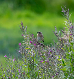 Whinchat (Nigel Harcourt-Brown)
