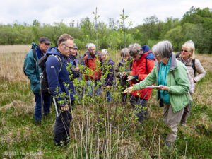 HDNS members examining Alder Buckthorn (Frangula alnus) - 190523-113532_DMC-GX8_P1080822
