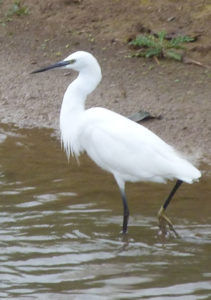 Little Egret