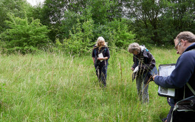 Wild Flowers of Hay a Park, Saturday 4th July 2020