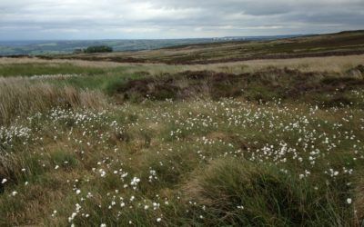 Heyshaw Moor