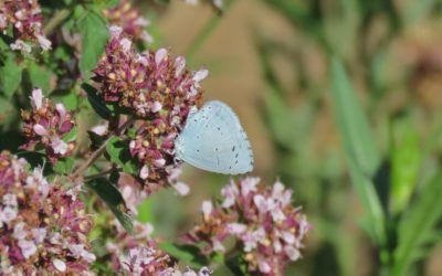 Farnham Gravel Pit Members’ Day  15 July 2018