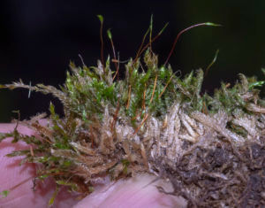 Hypnum cupressiforme