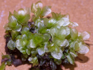 Rhizonium punctatum (Nigel Harcourt-Brown)