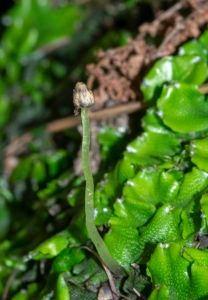 Conocephalum conicum (Nigel Harcourt-Brown)
