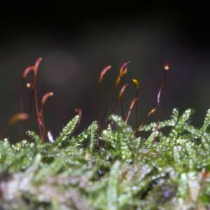 Hypnum cupressiforme with capsules  (Nigel Harcourt-Brown)