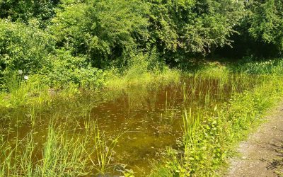 Aspin Pond has been cleared
