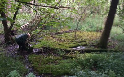 Spring Wood, Knaresborough