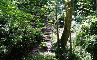 Hackfall and Mickley Woods