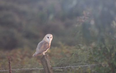 Christmas walk and lunch