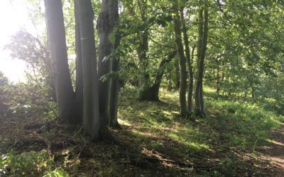 Coal Bank Wood, Mickley