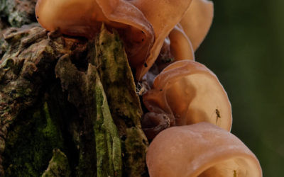 Hackfall Woods looking for fungi, 21st October 2017