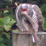 Cuckoo