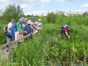 Kevin demonstrating marsh flora (Nick Gaunt)