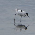 Avocet