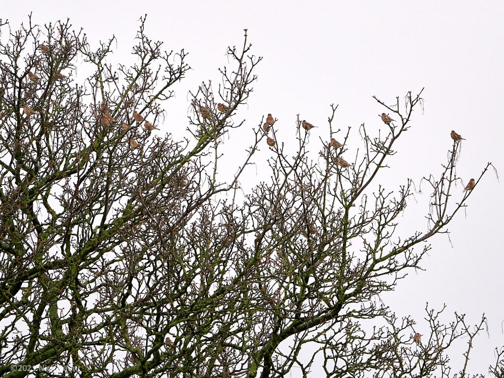 Linnet flock