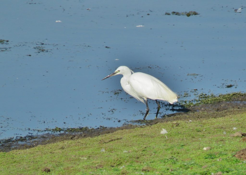 Little Egret