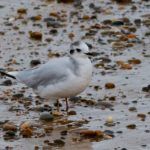 Little Gull 
