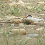 Little Tern